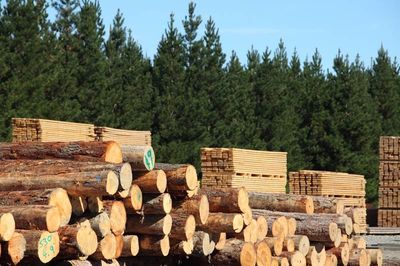 中国进口冻结下的澳大利亚木材 长期僵局的挑战与出路